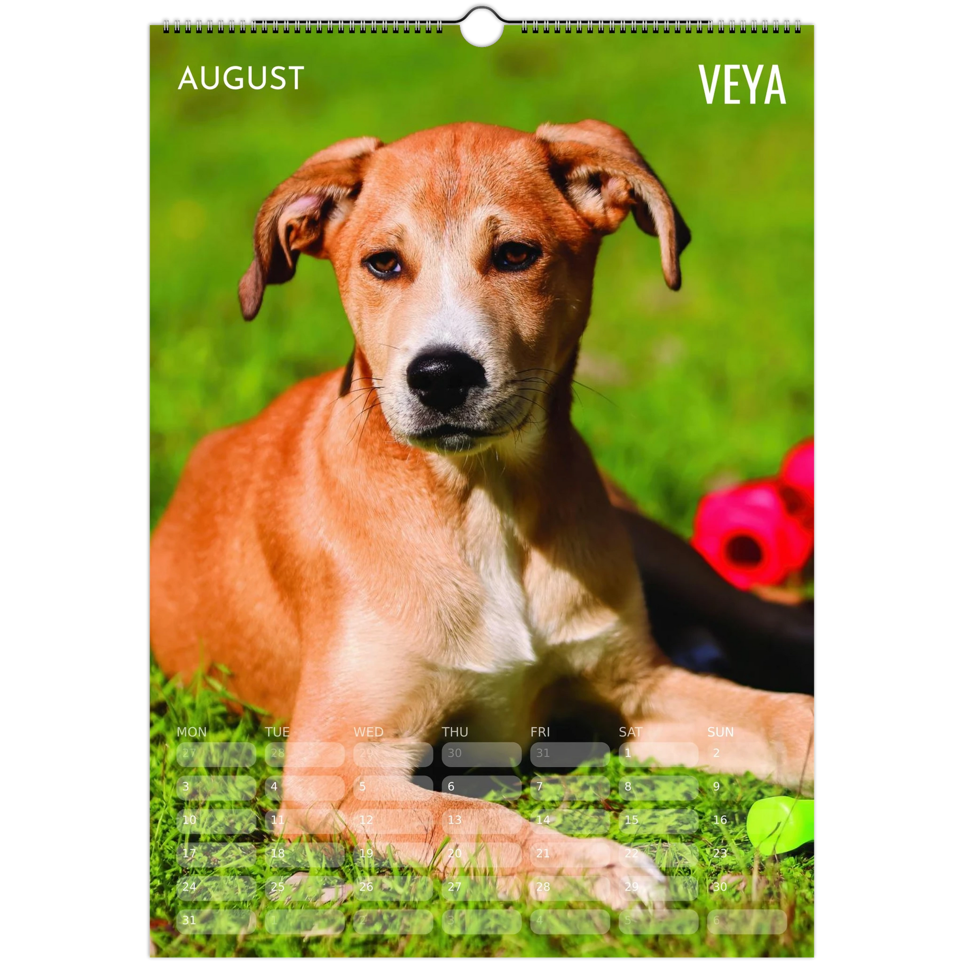 1abea247-0028-4688-b2ea-f425bf7991a6