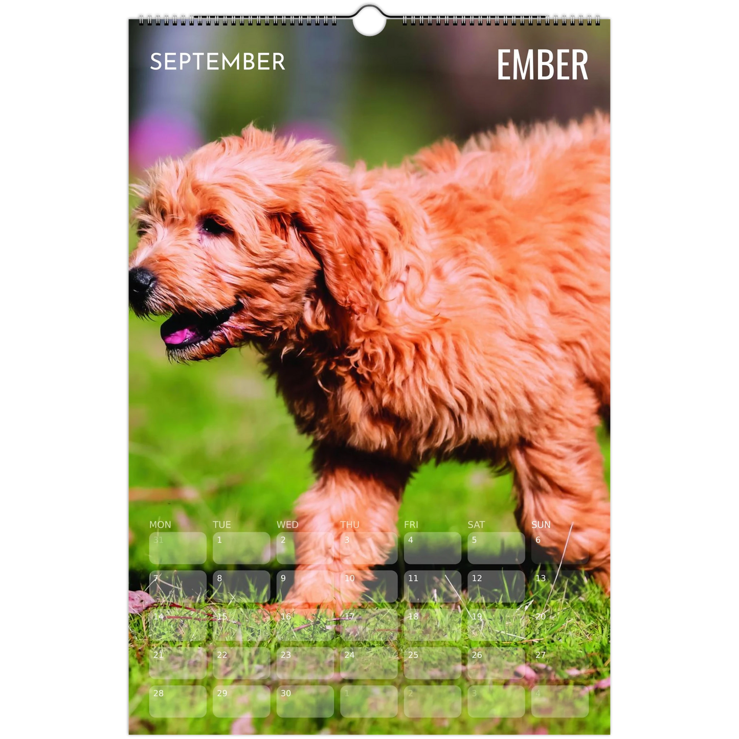 cbf81eb9-91c6-41f3-919a-888853ed7b2e