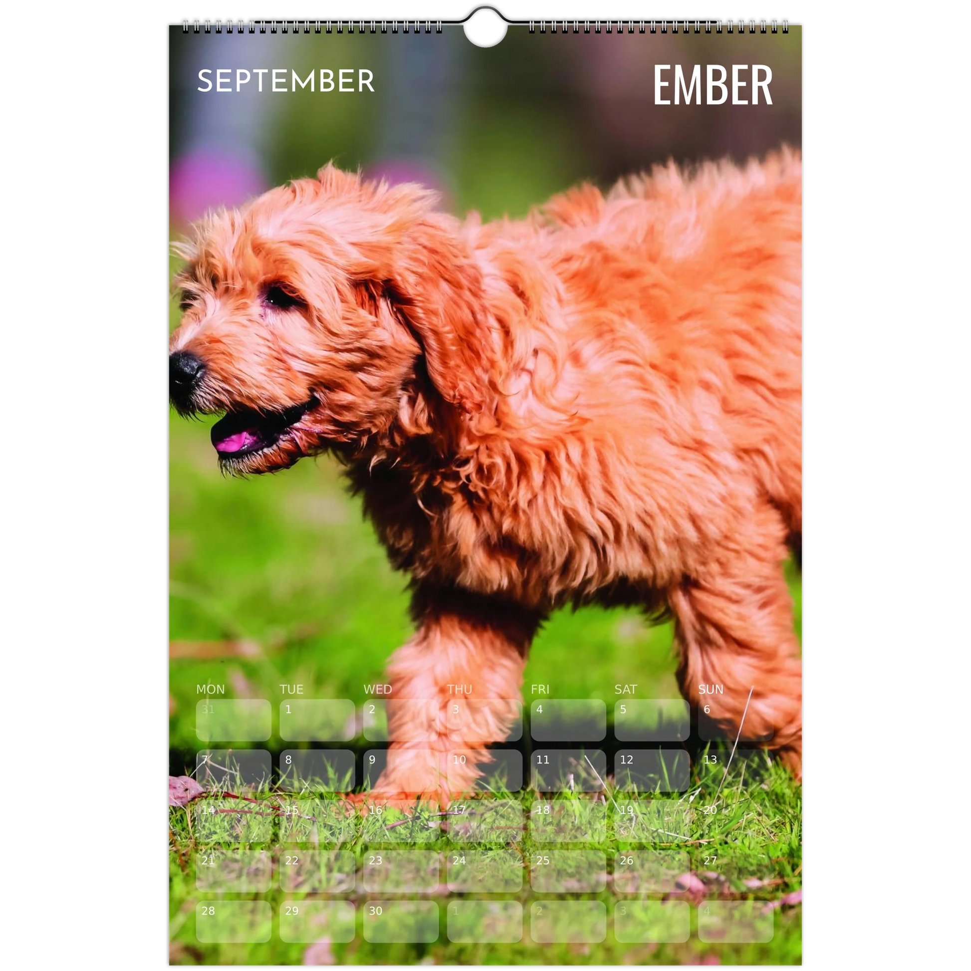 cbf81eb9-91c6-41f3-919a-888853ed7b2e